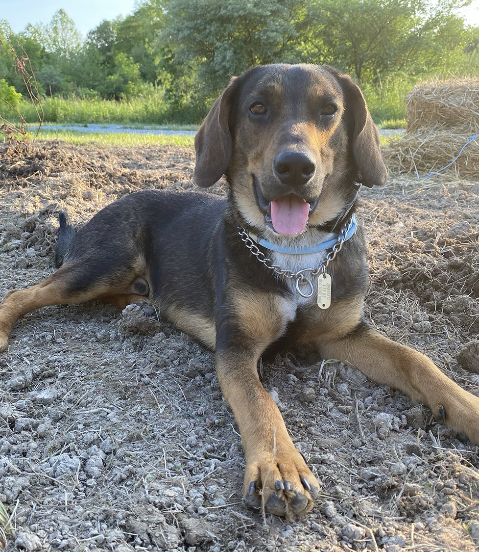 Duke, a black-and-tan hound, lying in the garden dirt at golden hour, grinning