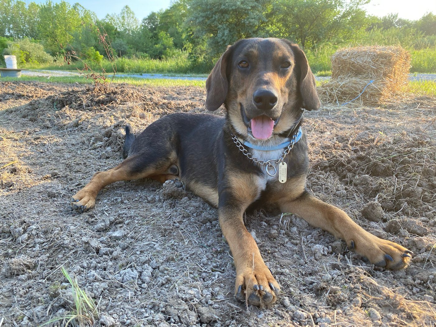 Duke lying in the garden at golden hour, tongue out