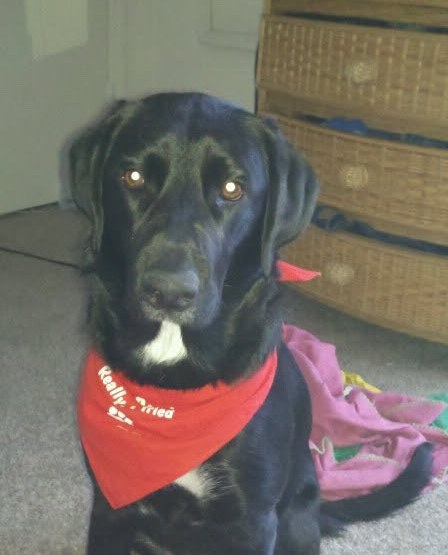 Phoenix, a black lab, sitting tall in his red bandana