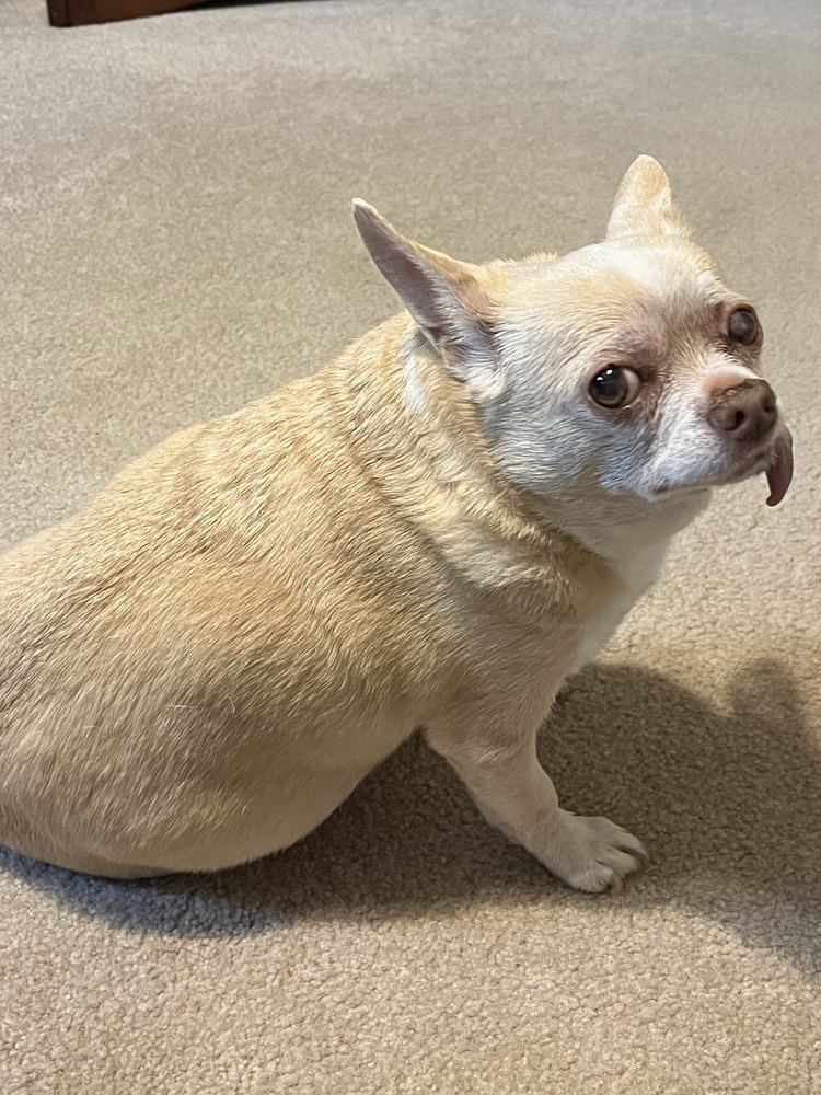 Teddy sitting on the carpet, tongue out as always