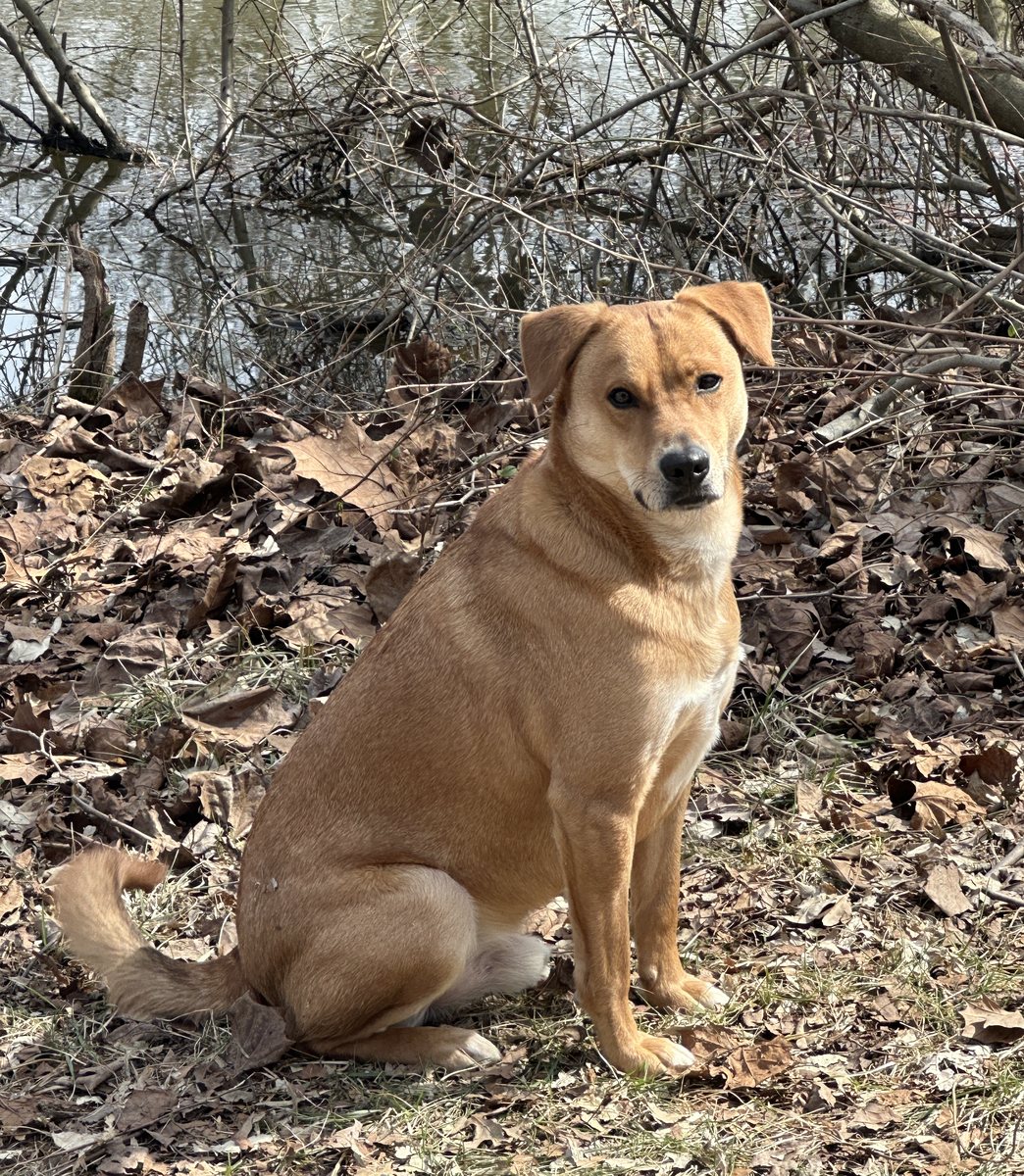 Sonny, a red dog, sitting by the pond — the pose his first keepsake was printed in